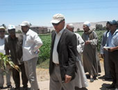 "زراعة سوهاج": 20 حقلا إرشاديا لمحصول الذرة الشامية بعدة مراكز