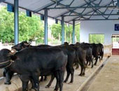 محافظ أسوان يوجه بدعم مشروعات الإنتاج الحيوانى والداجن لخفض أسعار اللحوم