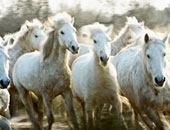 عشاق الحيوانات غاضبون  لإعدام عشرة آلاف من الخيول البرية فى أستراليا