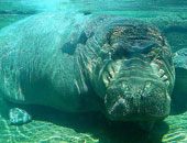 فرس نهر يفتك بحياة سائحة صينية فى كينيا 