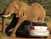 فيل يهاجم سيارة تقل سائحين فى متنزه بجنوب أفريقيا ويصيب 3 أشخاص