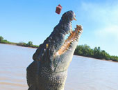 بالصور.. بعد تغلبه على سمكة قرش.. التمساح "بروتوس" يصبح مزارا سياحيا