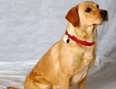 الشرطة البريطانية تستعين بالكلاب المدربة للكشف عن الجرائم الإلكترونية