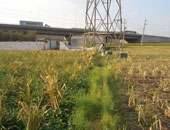 أمين سر "إسكان البرلمان" يكشف آلية التصالح فى البناء على الأراضى الزراعية