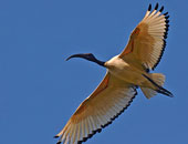 28 منطقة فى مصر تعد معبرا للطيور المهاجرة والمعرضة للانقراض.. تعرف عليها