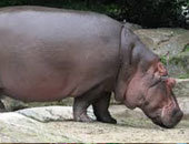 حديقة حيوان بالسويد تحتفل بولادة فرس النهر المهدد بالانقراض