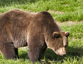 مسئولون: الدب الأشهب لم يعد فى حاجة للحماية بعد تزايد اعداده