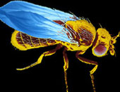 اكتشاف ذبابة متحجرة عمرها 151 مليون عام فى استراليا تثير دهشة العلماء