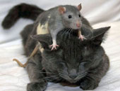باحثون من 8 بلدان يكشفون سر العداوة التاريخية بين الفئران والقطط.. اعرف القصة