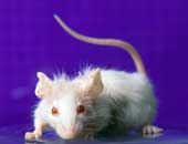 علماء يابانيون يستنسخون فأرة من قطرة دماء