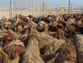 مدير الطب البيطري بالدقهلية: تحصين 24 ألف رأس ماشية خلال 3 أيام