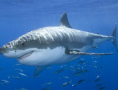 تثبيت كاميرا فيديو على ظهر سمك القرش الأبيض لمراقبة عاداته الغذائية