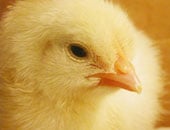 الزراعة تعلن تصدير 126 ألف بيضة تفريخ كتكوت للإمارات