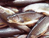 ما فوائد الأسماك بالنسبة لجسم الإنسان؟