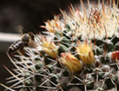 مصرع طفل 5 سنوات بالبحيرة بسبب لدغ النحل