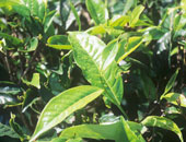 اكتشاف 29 مضادًا للطفيليات النباتية فى الشاى الصينى