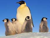 سرقة 3 من طيور البطريق من حديقة عامة فى النرويج