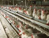 لجنة دولية تتفقد مزارع دواجن بالمحافظات لإعداد تقرير عن إنفلونزا الطيور