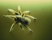 سيدة بريطانية تعيش الرعب بعد اكتشاف "عنكبوت" فى أذنها