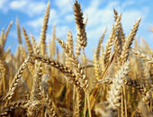 ارتفاع أسعار القمح 25% بعد توقيع مصر عقد للاستيراد أكتوبر الماضى