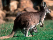 دراسة: تراجع الثدييات المهددة بالانقراض فى أستراليا بنسبة 38% 