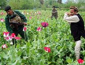 تقرير أمريكى: زراعة الخشخاش فى أفغانستان تصل لأعلى مستوياتها فى 2013