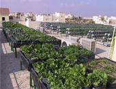 زراعة القاهرة: تدريب 80 شخصًا على زراعة أسطح المنازل بالعاصمة