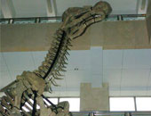 العثور على مجموعة من الهياكل العظمية لديناصورات ترجع إلى 145 مليون سنة