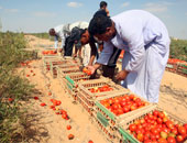 "تجارية الشرقية": مصر ثالث العالم فى زراعة الطماطم والإهمال سبب الأزمة