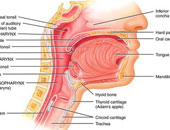 مضغ الطعام يحميك من مشاكل صعوبة البلع