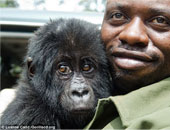 بالصور.. إنقاذ يتيم الغوريلا الجبلية من المهربين فى الكونغو 