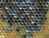 دورة تدريبية فى التوغو حول تقنيات تربية النحل واستخراج العسل الطبيعى