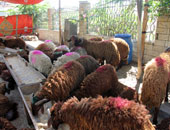 سحب 72 ألف رأس أغنام وماشية من المحاجر استعدادا لطرحها بالأسواق قبل العيد