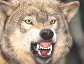 تزايد أعداد الذئب الرمادى بولاية أوريجون الأمريكية رغم حملات لقتله