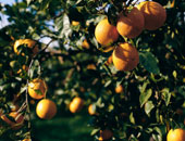 برنامج إرشادى لزراعة الخضر والفاكهة بمديريات الزراعة فى المنوفية