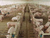 اكتشاف حمى الخنازير الإفريقية داخل مزرعتين بولاية كيرالا الهندية