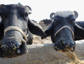 الزراعة" تراجع ضوابط استيراد الماشية وترفض دخول 69 رأس جاموس مجرى