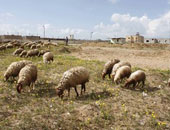 بريطانيا ترفع الحظر على حركة الأغنام المفروض منذ انفجار تشيرنوبل 1986 