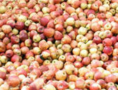 إعدام 50 طن تفاح فاسد كانت مجهزه للبيع فى تلا بالمنوفية