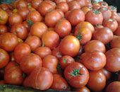 ارتفاع أسعار الطماطم بالدقهلية إلى 10 جنيهات