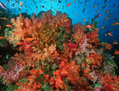 دراسة: السرطانات تحرس الشعاب المرجانية