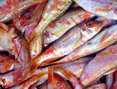 أسعار الأسماك اليوم: البلطى 16 جنيها وماكريل إسبانى 14 وجمبرى 120جنيها