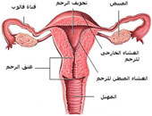 أسباب سقوط أعضاء حوض المرأة وطرق علاجها 