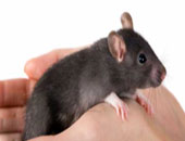 إنتاج فئران ذكرية قابلة للإخصاب بدون الكروموزوم "واى"