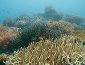 الولايات المتحدة تدفع تعويضا ماليا للفلبين مقابل إلحاق ضرر بالشعب المرجانية