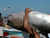 بيع سمكة تونة بـ736 ألف دولار فى مزاد باليابان