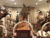 بالصور.. أكبر منزل للحيوانات المحنطة حول العالم 