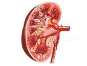 ماذا يحدث عند تضخم الكلية بعد استئصال الأخرى المصابة بالسرطان؟