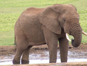 فيل هائج يقتل ثلاثة أشخاص فى أوغندا 