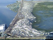 نفوق جديد للأسماك بمحافظة المنوفية يتسبب فى إيقاف محطة مياه "تلا"